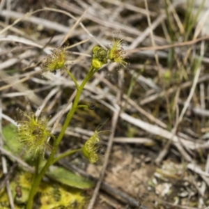 Drosera gunniana at Strathnairn, ACT - 17 Sep 2023 10:33 AM