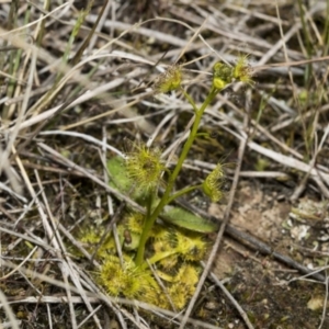 Drosera gunniana at Strathnairn, ACT - 17 Sep 2023 10:33 AM