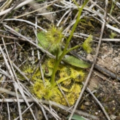 Drosera gunniana at Strathnairn, ACT - 17 Sep 2023 10:33 AM