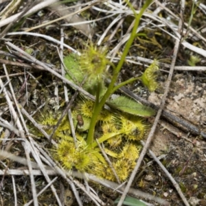 Drosera gunniana at Strathnairn, ACT - 17 Sep 2023