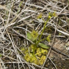 Drosera gunniana at Strathnairn, ACT - 17 Sep 2023