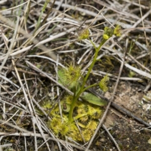 Drosera gunniana at Strathnairn, ACT - 17 Sep 2023 10:33 AM