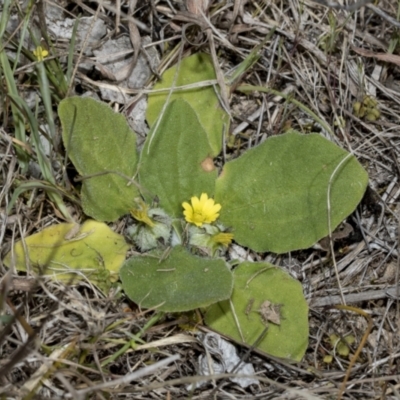 Cymbonotus sp. (preissianus or lawsonianus) (Bears Ears) at Strathnairn, ACT - 17 Sep 2023 by AlisonMilton