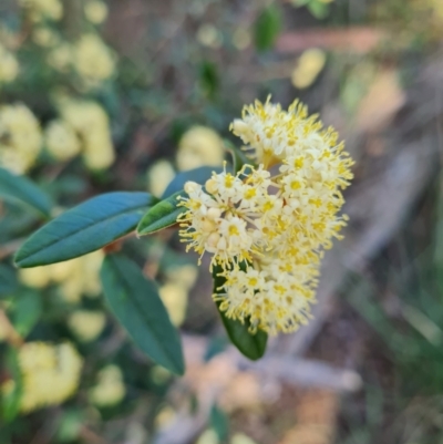 Pomaderris intermedia (Golden Pomaderris) at Black Mountain - 18 Sep 2023 by WalkYonder