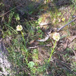 Stackhousia monogyna at Majura, ACT - 18 Sep 2023 10:33 AM