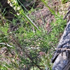 Stackhousia monogyna at Majura, ACT - 18 Sep 2023 10:33 AM