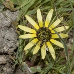 Arctotheca calendula (Capeweed, Cape Dandelion) at Ginninderry Conservation Corridor - 17 Sep 2023 by AlisonMilton