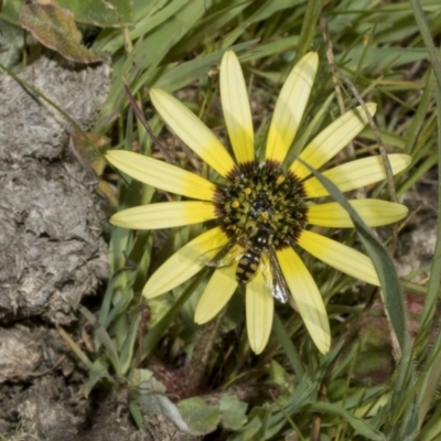 Arctotheca calendula (Capeweed, Cape Dandelion) at Strathnairn, ACT - 17 Sep 2023 by AlisonMilton