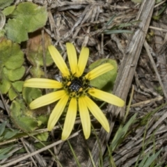 Arctotheca calendula at Strathnairn, ACT - 17 Sep 2023