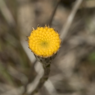 Leptorhynchos squamatus subsp. squamatus (Scaly Buttons) at Strathnairn, ACT - 17 Sep 2023 by AlisonMilton