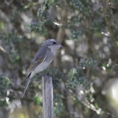 Pachycephala pectoralis (Golden Whistler) at Higgins, ACT - 17 Sep 2023 by Untidy