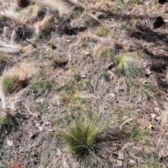 Nassella trichotoma (Serrated Tussock) at Majura, ACT - 18 Sep 2023 by abread111