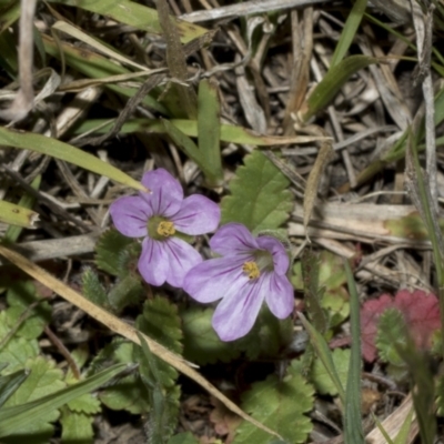 Erodium brachycarpum (Heronsbill) at Strathnairn, ACT - 17 Sep 2023 by AlisonMilton