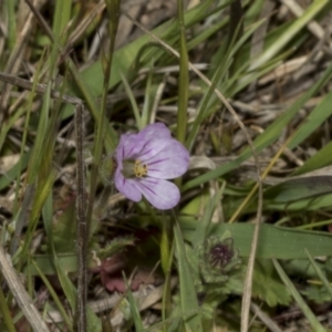 Erodium brachycarpum at Strathnairn, ACT - 17 Sep 2023