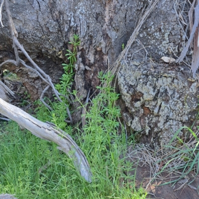 Galium aparine (Goosegrass, Cleavers) at Mount Majura - 18 Sep 2023 by abread111