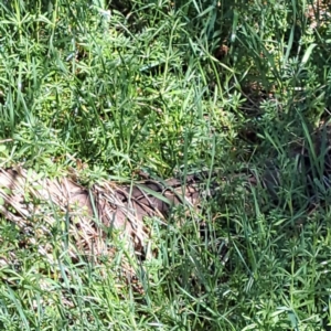 Galium aparine at Watson, ACT - 18 Sep 2023