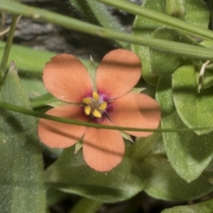 Lysimachia arvensis (Scarlet Pimpernel) at CCG050: Double Dam  - 17 Sep 2023 by AlisonMilton