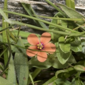 Lysimachia arvensis at Strathnairn, ACT - 17 Sep 2023 11:16 AM