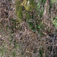 Galium aparine (Goosegrass, Cleavers) at Watson, ACT - 18 Sep 2023 by abread111