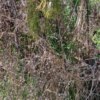 Galium aparine (Goosegrass, Cleavers) at Mount Majura - 17 Sep 2023 by abread111