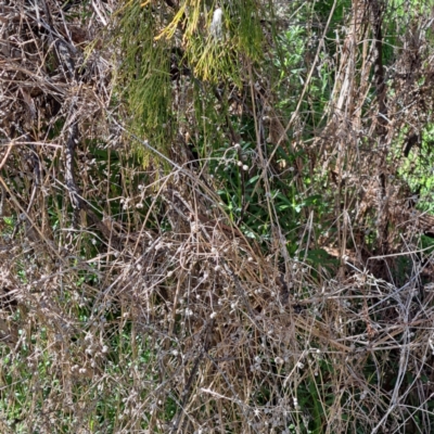 Galium aparine (Goosegrass, Cleavers) at Watson, ACT - 17 Sep 2023 by abread111