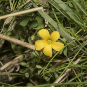 Oxalis sp. at Strathnairn, ACT - 17 Sep 2023