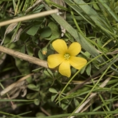 Oxalis sp. at Strathnairn, ACT - 17 Sep 2023