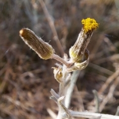 Senecio quadridentatus (Cotton Fireweed) at Mount Majura - 17 Sep 2023 by abread111