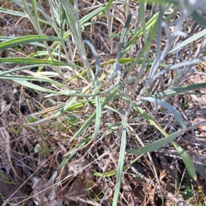 Senecio quadridentatus at Watson, ACT - 18 Sep 2023 09:51 AM