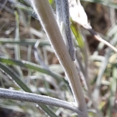 Senecio quadridentatus at Watson, ACT - 18 Sep 2023 09:51 AM