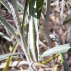 Senecio quadridentatus at Watson, ACT - 18 Sep 2023 09:51 AM