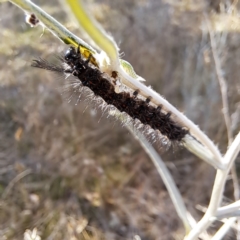 Nyctemera amicus (Senecio Moth, Magpie Moth, Cineraria Moth) at Mount Majura - 17 Sep 2023 by abread111