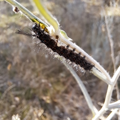 Nyctemera amicus (Senecio Moth, Magpie Moth, Cineraria Moth) at Watson, ACT - 18 Sep 2023 by abread111