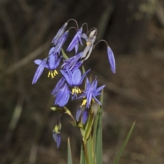 Stypandra glauca (Nodding Blue Lily) at Strathnairn, ACT - 17 Sep 2023 by AlisonMilton
