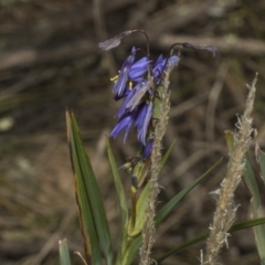 Stypandra glauca at Strathnairn, ACT - 17 Sep 2023 11:40 AM