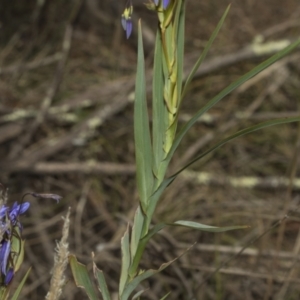 Stypandra glauca at Strathnairn, ACT - 17 Sep 2023