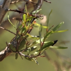 Muellerina bidwillii (Cypress-pine Mistletoe) at Ginninderry Conservation Corridor - 17 Sep 2023 by AlisonMilton