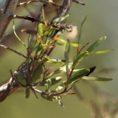 Muellerina bidwillii (Cypress-pine Mistletoe) at Strathnairn, ACT - 17 Sep 2023 by AlisonMilton