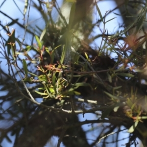 Muellerina bidwillii at Strathnairn, ACT - 17 Sep 2023 12:56 PM