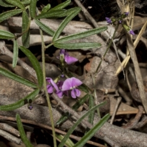 Glycine clandestina at Strathnairn, ACT - 17 Sep 2023 12:08 PM