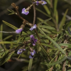 Glycine clandestina at Strathnairn, ACT - 17 Sep 2023 12:08 PM