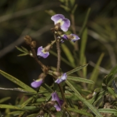 Glycine clandestina at Strathnairn, ACT - 17 Sep 2023 12:08 PM