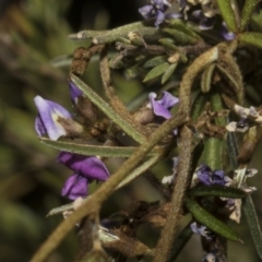 Glycine clandestina at Strathnairn, ACT - 17 Sep 2023 12:08 PM