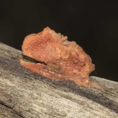 zz Polypore (shelf/hoof-like) at Ginninderry Conservation Corridor - 17 Sep 2023 by AlisonMilton