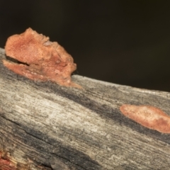 zz Polypore (shelf/hoof-like) at Ginninderry Conservation Corridor - 17 Sep 2023 10:39 AM