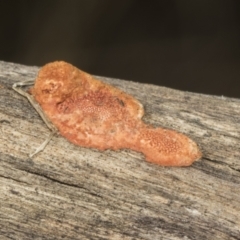 zz Polypore (shelf/hoof-like) at Ginninderry Conservation Corridor - 17 Sep 2023