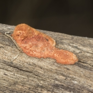 zz Polypore (shelf/hoof-like) at Ginninderry Conservation Corridor - 17 Sep 2023 10:39 AM