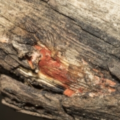 zz Polypore (shelf/hoof-like) at Ginninderry Conservation Corridor - 17 Sep 2023