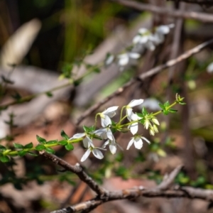Tetratheca thymifolia at Penrose, NSW - suppressed