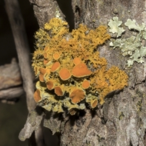 Teloschistes sp. at Strathnairn, ACT - 17 Sep 2023